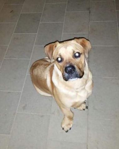 CLICK, giocherellone mix bulldog - Foto 4