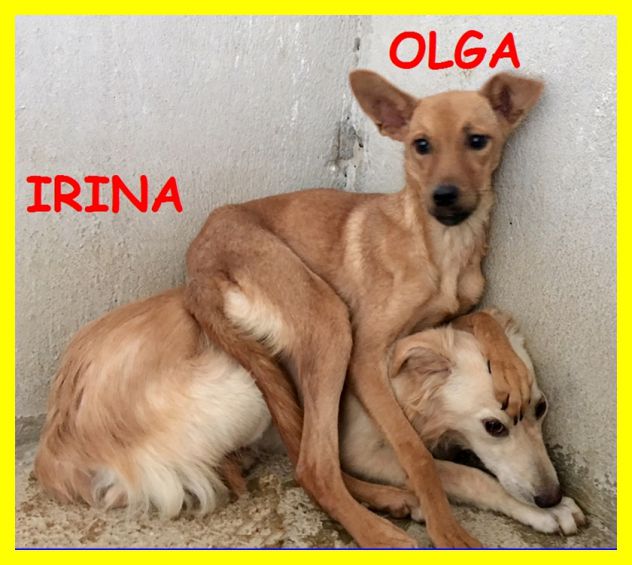SPLENDIDE CAGNOLINE SPAVETATE SOLE IN CANILE CERCANO CASA - Foto 4