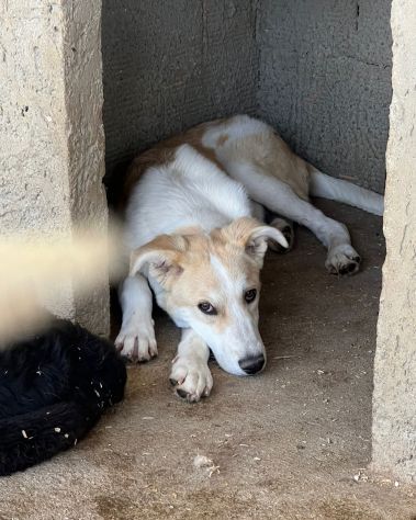 TIGROTTO E PIKACHU CUCCIOLI IN ADOZIONE - Foto 8