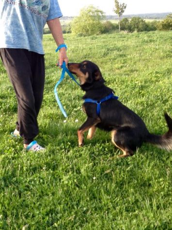 WIZ, dolce cagnolino in cerca d'amore - Foto 3