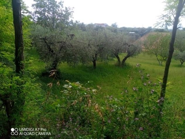 Uliveto in vendita a Lanciano - Foto 7