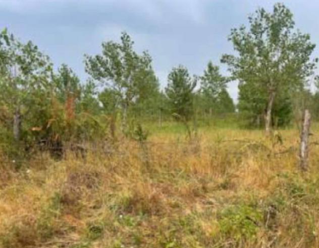 Immobile in asta di 32085 m² in vendita a Portogruaro - Foto 3