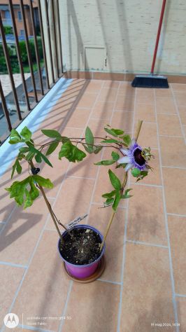 Passiflora Damsel's Delight pianta - Foto 3