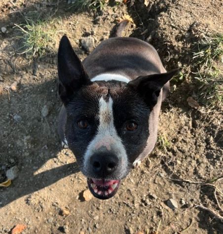 MIA Staffordshire di 7 anni rimasta sola... - Foto 2
