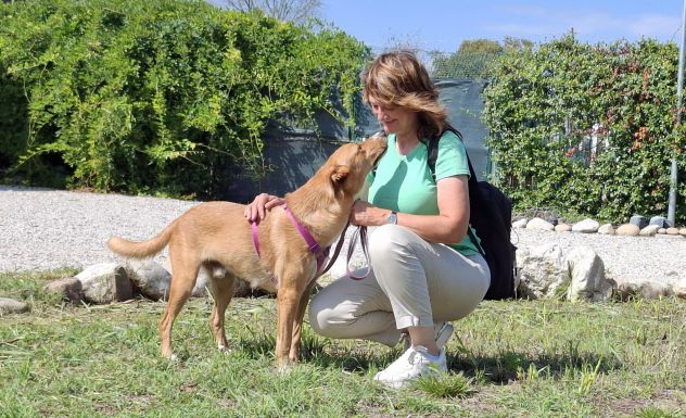 Wilson giovane e brillante - da adottare - Foto 3