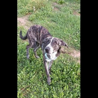 ELSA BUONA E SOCIEVOLE CUCCIOLA IN ADOZIONE - Foto 4