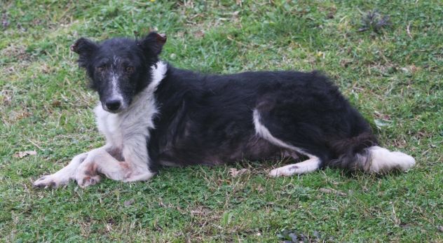 PATTY, quel che resta di un border collie - Foto 4