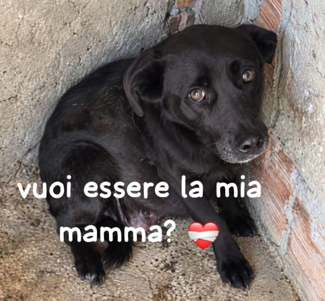 GILDA 9/10 ANNI 18 kg circa taglia media - Foto 4