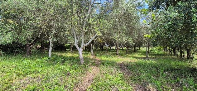 Terreno agricolo in vendita a Titignano - Cascina 2230 mq Rif: 1413652