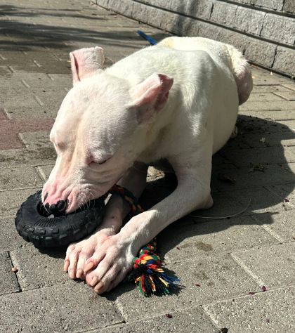 ALBINO DOGO ARGENTINO - Foto 3
