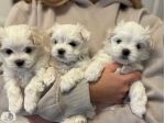 Maltese toy cuccioli