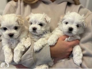 Maltese toy cuccioli