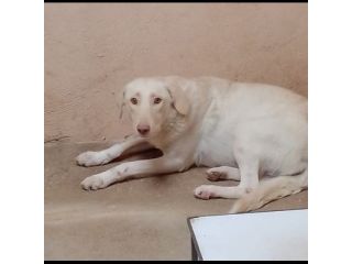 ELETTRA UNA DELLE MIGLIAIA DI ANIME PERSE CAGNOLINA IN ADOZIONE
