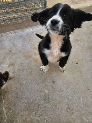 Martina: cucciola taglia contenuta - Foto 4