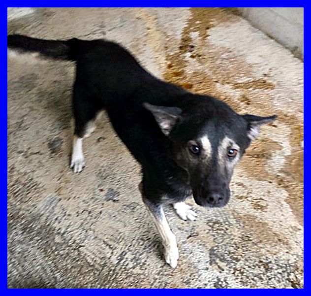 SPOCK, DOLCE SIMIL LUPACCHIOTTO CERCA CASA - Foto 7