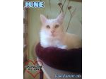JUNE, dolce micio per adozione del cuore.