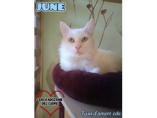 JUNE, dolce micio per adozione del cuore.