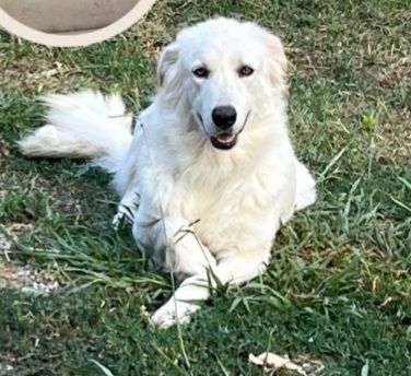 Mix Maremmana/Golden 4anni tg media occhi ambra SOS COSENZA - Foto 3