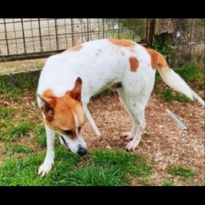 DIMENTICATI DAL MONDO TAMBURELLO CANE IN ADOZIONE TG MEDIA - Foto 4
