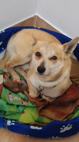Milo, cagnolino con carattere complicato cerca persona esperta e paziente - Foto 3