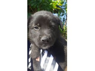 Brando cucciolo