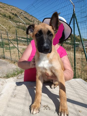 Filippo cucciolo in canile