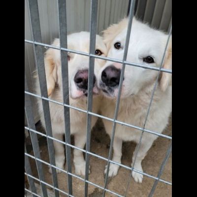 SOLE E LUNA MERAVIGLIOSE E DOLCISSIME, CANE IN ADOZIONE/ ADOZIONE DI COPPIA