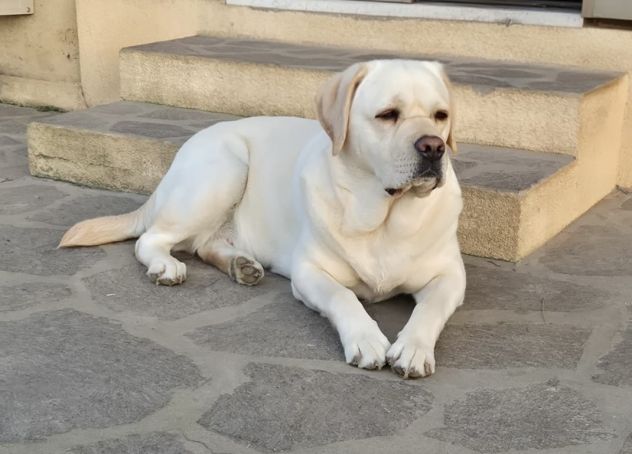 Cuccioli di Labrador Retriever - Foto 3
