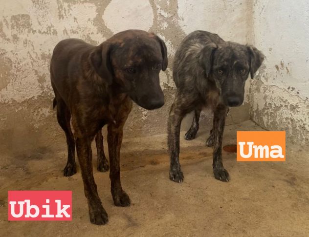 UMA e UBIK mamma e figlio bellissimi tigratini!Calabria - Foto 2