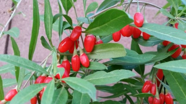 Bacche di Goji fresche biologiche – raccolta giornaliera - Foto 6