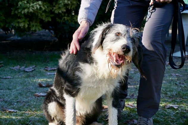 DRAGO, 9 ANNI, SI SEPARANO E LUI VIENE SBATTUTO IN CANILE.. CERCA CASA! - Foto 3
