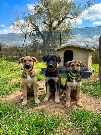 Regalo cucciole incrocio pastore tedesco - Foto 3