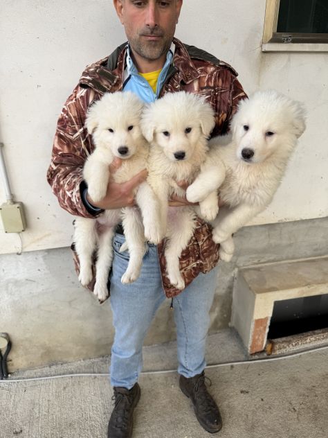 Cuccioli di Pastore Maremmano Abruzzese - Foto 3