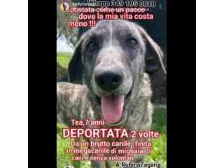 TEA TIMIDA CAGNOLINA IN ADOZIONE