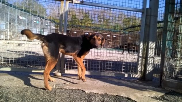 Cucciolone mix lupetto URGENTE! - Foto 4