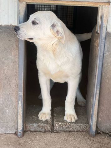 ALISEO, UN SOFFIO DI DOLCEZZA, CUCCIOLO IN ADOZIONE - Foto 4