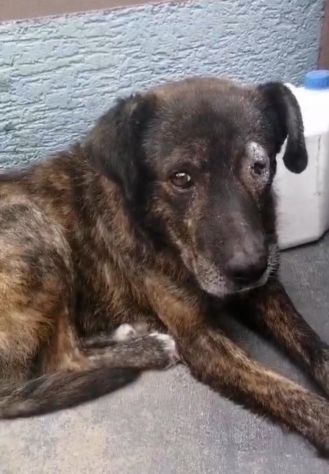 EMERGENZA X 1CANE MALTRATTATO X STRADA.. - Foto 6