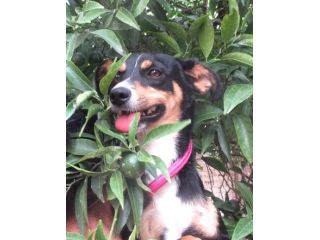 FIAMMETTA, deliziosa cagnolina