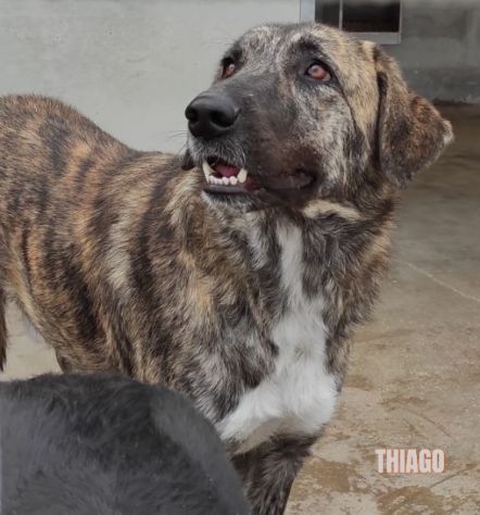 ALMA MATERNA ED AMOREVOLE CANE IN ADOZIONE TG MEDIA - Foto 8