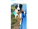 Golia cucciolo mix pastore australiano border collie
