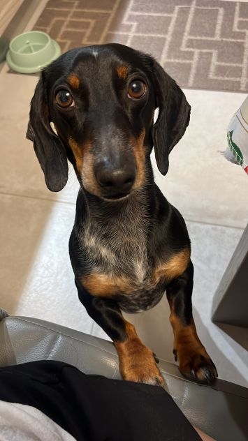 Cucciolo bassotto tedesco nano - Foto 7