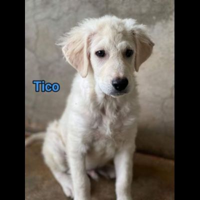 TICO E TACO MERAVIGLIE DI CUCCIOLI IN ADOZIONE - Foto 4