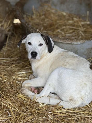 BALINA, cucciola mix DOGO ARGENTINO. Tenerissima!! - Foto 6