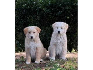Zeus Thor Achielle cuccioli