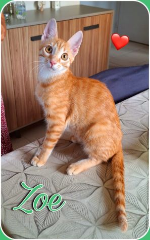 Zoe, una meravigliosa rossa