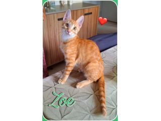Zoe, una meravigliosa rossa