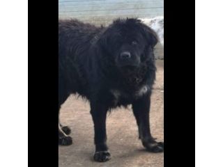 BLACKY DONIAMOGLI LA SUA OCCASIONE CANE IN ADOZIONE