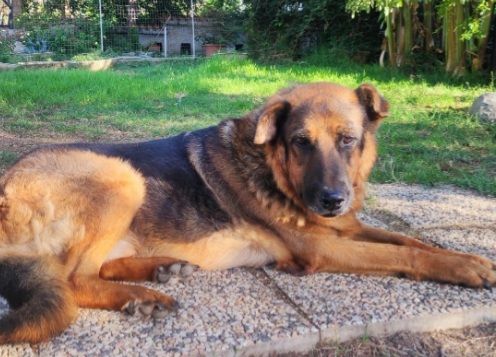 PASTORE 11ANNI TORNA A BREVE IN CANILE! URGENTE ROMA - Foto 3