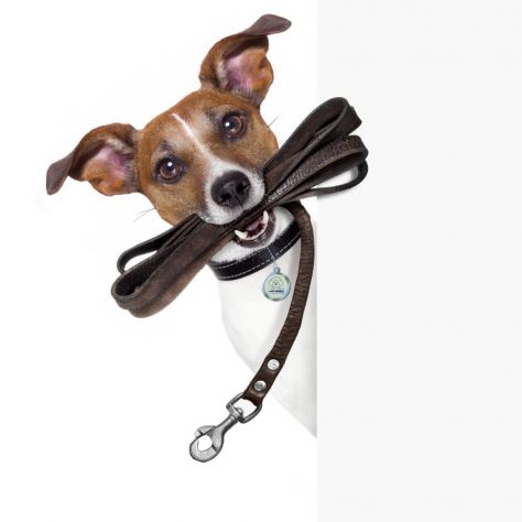 Ragazzo offre passeggiate per cani / Dog sitter a Torino