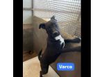 MAURA, VARCO, ROSEA, PEPPINO, CUCCIOLI IN ADOZIONE